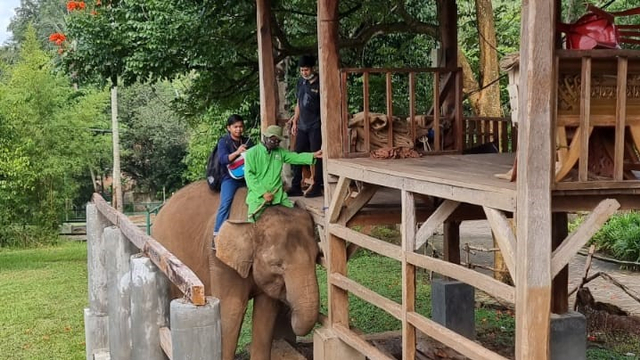 Wisatawan menunggang Gajah Sumatera di tempat wisata Taman Lembah Hijau Lampung.