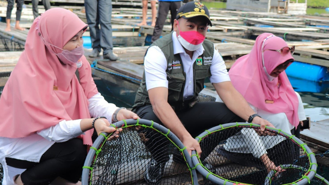 Wakil Gubernur Sumatera Barat, Audy Joinaldy (tengah) memanen ikan kerapu di Mandeh, Pesisir Selatan, Rabu 13 Oktober 2021. Foto: dok Humas