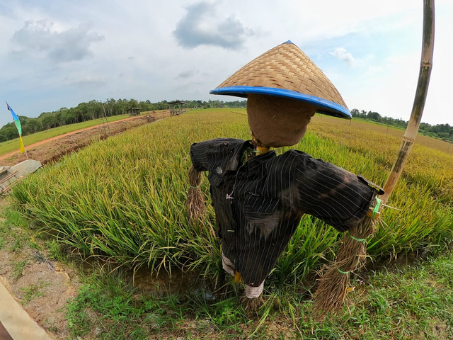 Manjakan Mata dengan Hijaunya Persawahan di Agrowisata Poyotomo Bintan (237526)