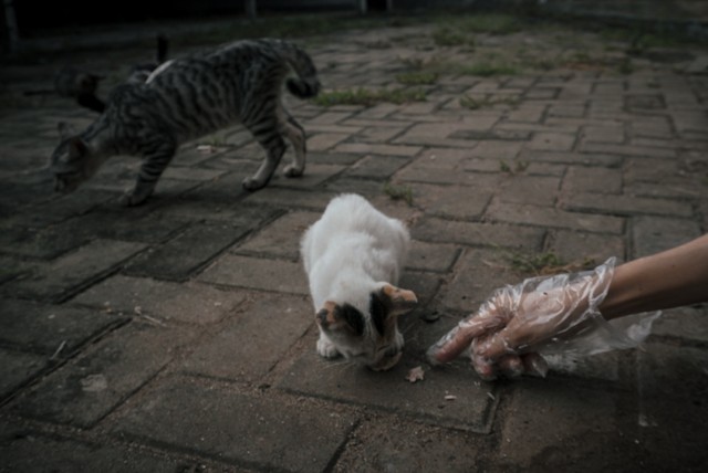 Pecinta kucing memberikan makan kepada sejumlah kucing liar di kawasan Warung Jati Barat, Pasar Minggu, Jakarta Selatan. Foto: Jamal Ramadhan/kumparan