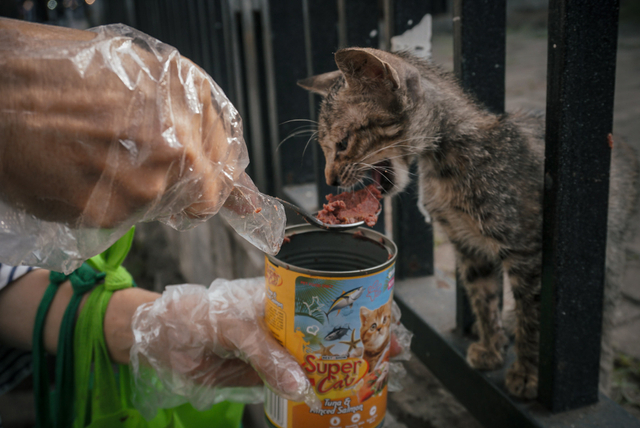Pecinta kucing memberikan makan kepada sejumlah kucing liar di kawasan Warung Jati Barat, Pasar Minggu, Jakarta Selatan. Foto: Jamal Ramadhan/kumparan