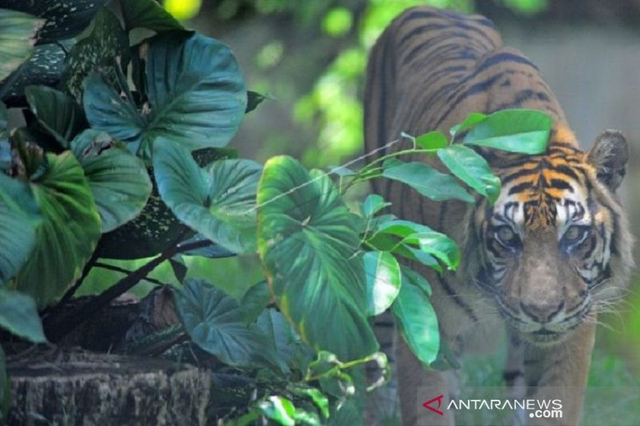 Kepolisian Resor Merangin dan BKSDA Jambi memasang perangkap untuk menangkap harimau Sumatera yang telah menerkam warga Renah Pembarap, Kabupaten Merangin. Foto: ANTARA/nanang mairiadi