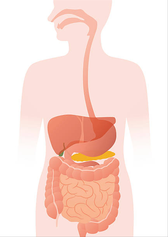 Sistem Organ Tubuh yang Berfungsi Mengolah Makanan (75770)