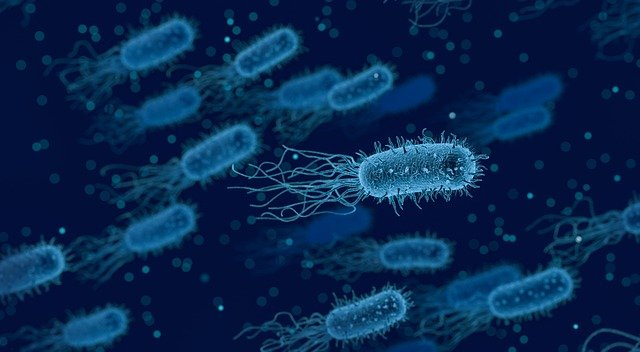 Bakteri adalah salah satu penyebab beberapa penyakit dalam tubuh manusia. Sumber: Pixabay.com