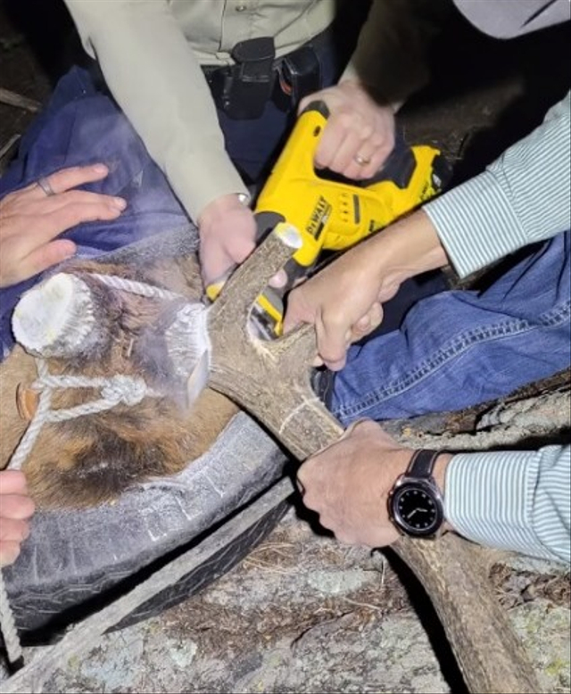 Leher Rusa Ini Terjerat Ban 16 Kg Selama Dua Tahun, Akhirnya Bisa Bebas (49791)