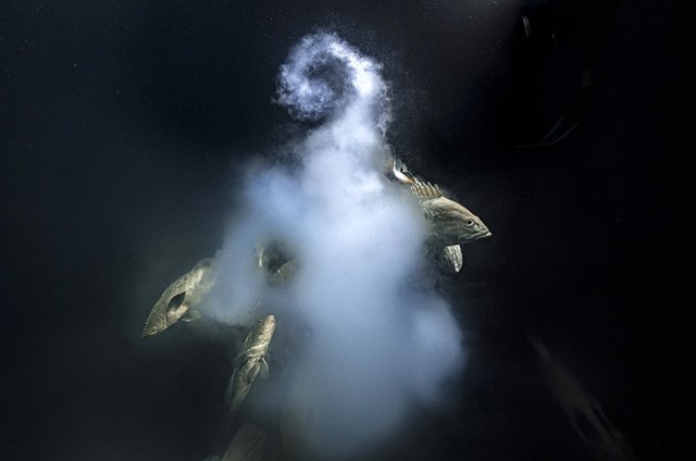 Pemenang Penghargaan Fotografer Alam Liar Terbaik: 'Seks Eksplosif' Ikan Kerapu