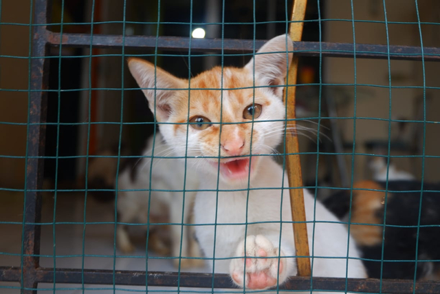 Salah satu kucing di selter K3L yang menderita kanker, Jumat (15/10) | Foto : Sidik Aryono/ Lampung Geh