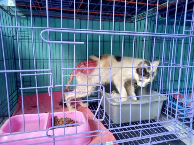 Perjuangan Komunitas Keluarga Kucing Lampung Selamatkan Kucing yang Terlantar (3)