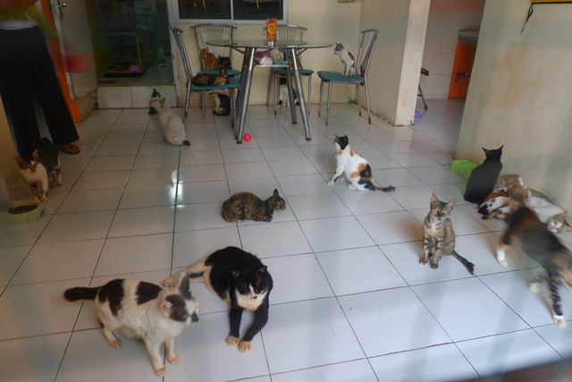 Perjuangan Komunitas Keluarga Kucing Lampung Selamatkan Kucing yang Terlantar (4)