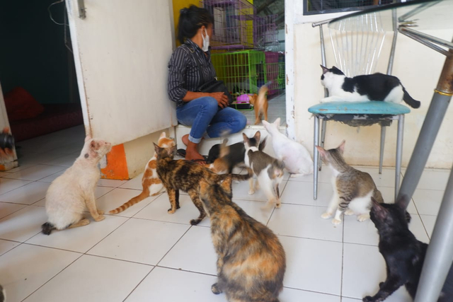 Perjuangan Komunitas Keluarga Kucing Lampung Selamatkan Kucing yang Terlantar (5)