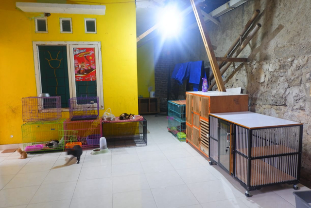 Perjuangan Komunitas Keluarga Kucing Lampung Selamatkan Kucing yang Terlantar (7)