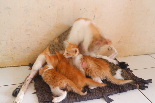 Perjuangan Komunitas Keluarga Kucing Lampung Selamatkan Kucing yang Terlantar (8)