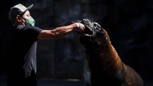 Seorang pekerja kebun binatang bermain dengan singa laut di Kebun Binatang Aurora. Foto: REUTERS/Sandra Sebastian