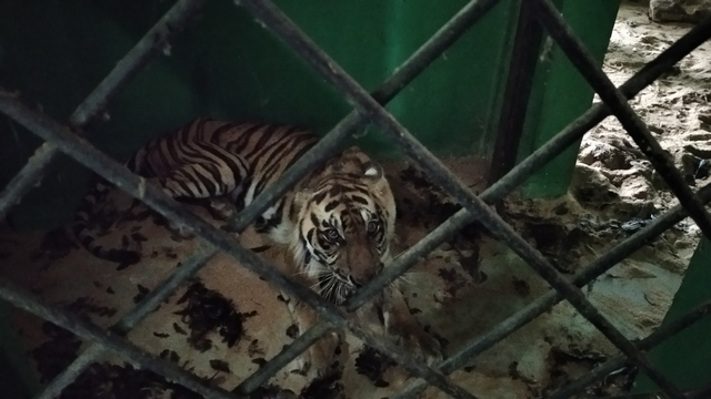 Harimau sumatera yang diduga menerkam warga, kini berada di TPS BKSDA Jambi. (Foto: M Sobar Alfahri/Jambikita)