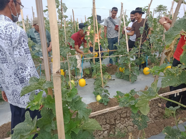Petani di Desa Kedokangabus, Kecamatan Gabuswetan, Kabupaten Indramayu mengembangkan wisata petik melon. FOTO: Anatasya/CIREMAITODAY