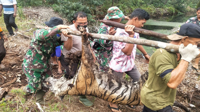 HARIMAU betina yang sudah mati dibawa oleh Tim Gabungan keluar dari hutan produksi tak jauh dari Tama Suaka Margasatwa Bukit Batu, Bengkalis, Riau, Minggu (17/10/2021). Harimau tersebut tewas usai terjerat yang dipasang pemburu. 