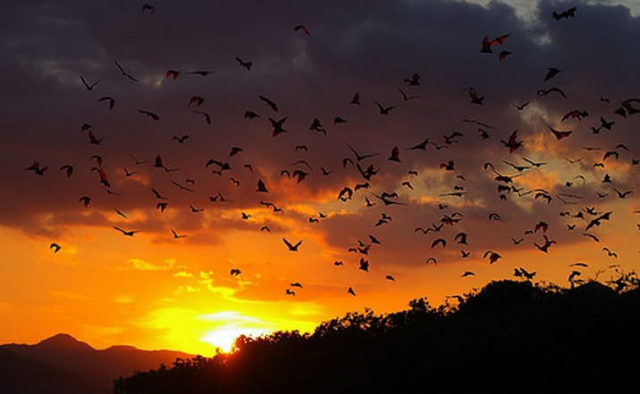 Keindahan sunset dan ribuan kelelawar yang bertebangan di Pulau Kalong. Foto : Engkos Pahing