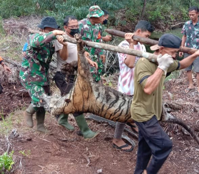 Harimau Sumatera ditemukan mati terkena jerat di Tanjung Leban, Bengkalis, Riau, pada Minggu (17/10/2021). Foto: BBKSDA Riau.