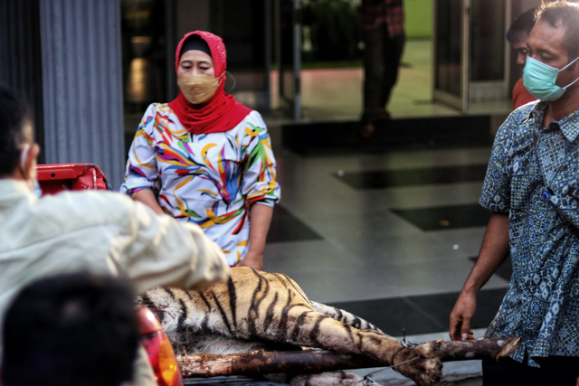 Harimau Sumatera ditemukan mati terkena jerat di Tanjung Leban, Bengkalis, Riau, pada Minggu (17/10/2021). Foto: BBKSDA Riau.
