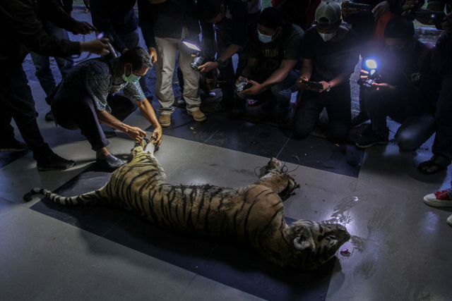 Foto: Harimau Sumatera Mati Akibat Terjerat Kawat di Bengkalis, Riau