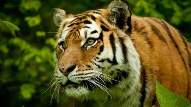 Ilustrasi Harimau Sumatera. Sumber: Shutter Stocks.