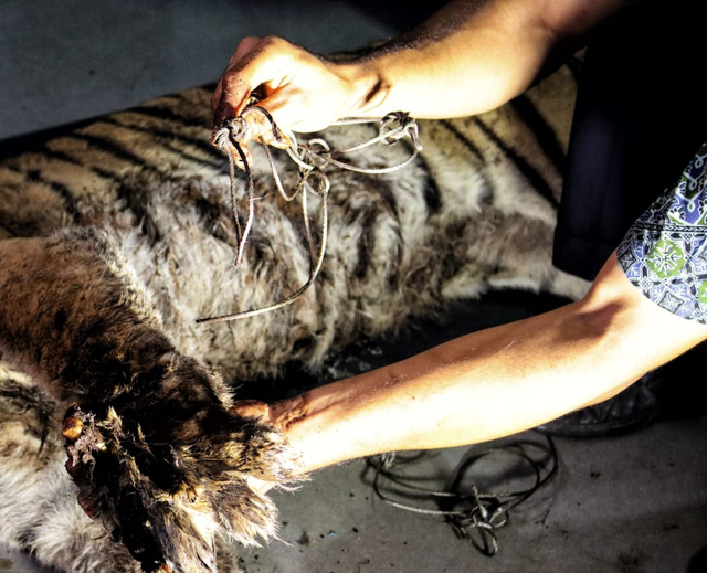 Harimau Sumatera ditemukan mati terkena jerat di Tanjung Leban, Bengkalis, Riau, pada Minggu (17/10/2021). Jerat sling yang melukai dan membuat Harima Sumatera mati. Foto: BBKSDA Riau.