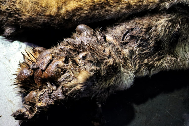 Harimau Sumatera ditemukan mati terkena jerat di Tanjung Leban, Bengkalis, Riau, pada Minggu (17/10/2021).  Beginillah kondisi kaki Harimau Sumtera yang terkena jerat sling. Foto: BBKSDA Riau