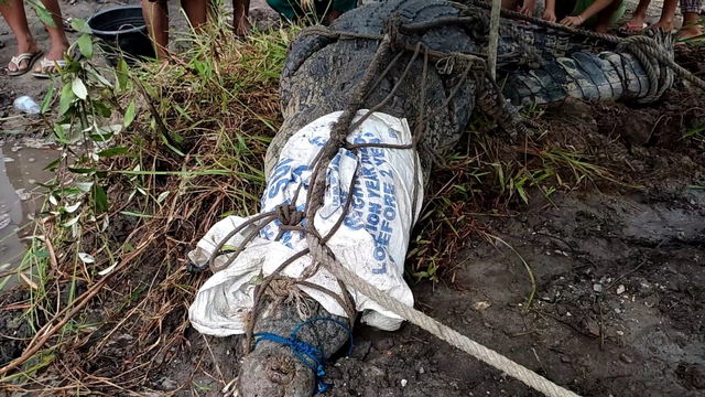 Penampakan Buaya yang Menyerang Pekerja Tambang di Bangka (18665)