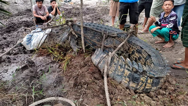 Penampakan Buaya yang Menyerang Pekerja Tambang di Bangka (18666)