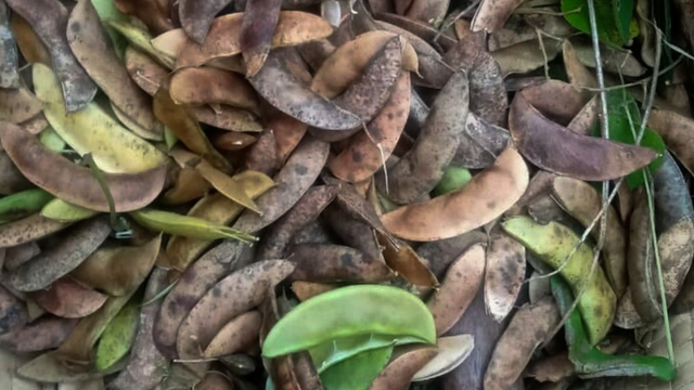 Tradisi Makan Kacang Beracun Sianida Di Ntt Jadi Pameran Seni Rupa Di Jogja Kumparan Com