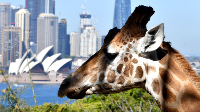 Jerapah di Kebun Binatang Taronga di Sydney, Australia. Foto: AFP/SAEED KHAN