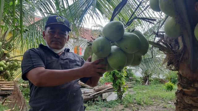 Suparno, warga Desa Singonegoro, Kecamatan Jiken, Kabupaten Blora, yang berhasil menanam pohon kelapa yang berbuah lebat. (foto: priyo/beritabojonegoro)