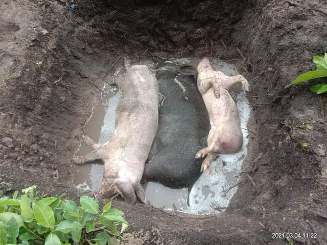 Babi yang mati mendadak karena dugaan terserang virus ASF saat dikuburkan. (FOTO: Dokumen Florespedia).