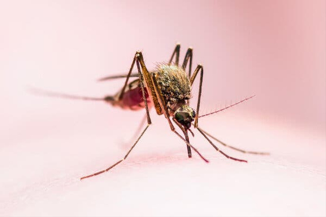 Gigitan nyamuk Anophelini adalah salah satu faktor utama timbulnya penyebab penyakit malaria pada manusia. Sumber: Freepik.com