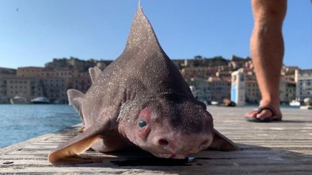 Oxynotus centrina, Ikan hiu dengan wajah aneh. Foto: Isoladelbaapp.com