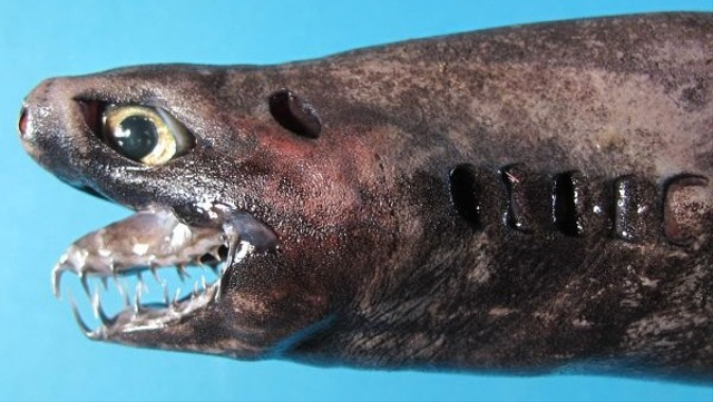 Viper dogfish. Foto: Hsuan-Ching Ho via Livescience.com