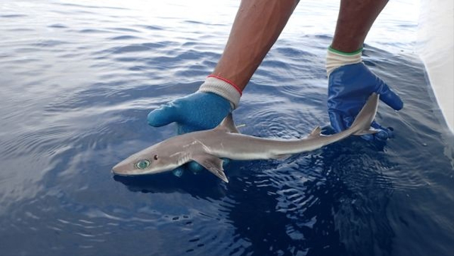 Genie's dogfish sharks. Foto: MarAlliance via Livescience.com