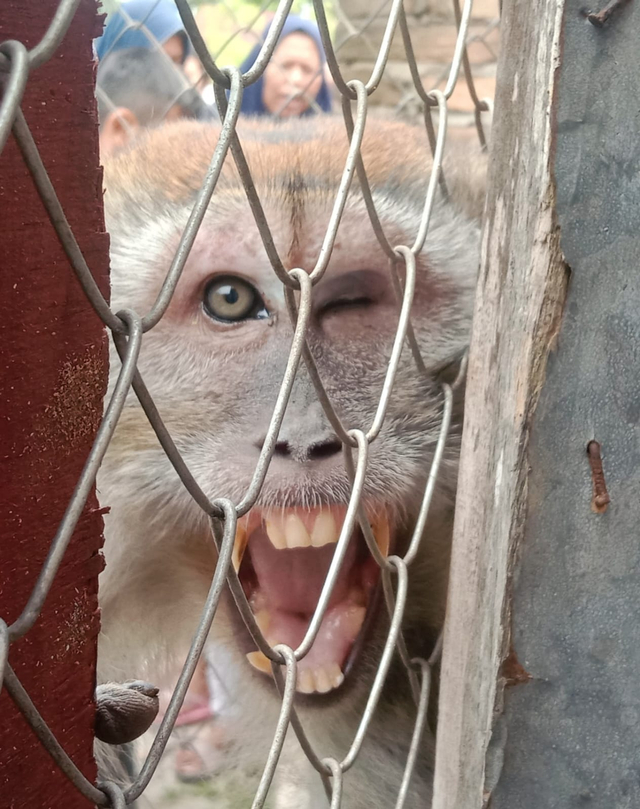 Monyet liar yang mencuri dan merusak genteng warga saat berhasil ditangkap, di Kelurahan Bandar Utama, Kota Tebing Tinggi, Sumatera Utara. Foto: Dok. Istimewa