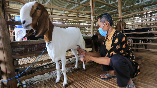 Suasana produksi susu kambing Etawa di  Indramayu, Jawa Barat, Rabu (20/10/2021).  Foto: ANTARA FOTO/Dedhez Anggara