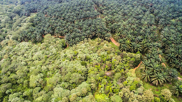 Kawasan Taman Nasional Ekosistem Leuser, dengan perkebunan kelapa sawit di dalamnya.