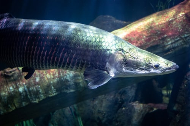 Ilustrasi ikan hias air tawar predator. Sumber foto : unsplash.com