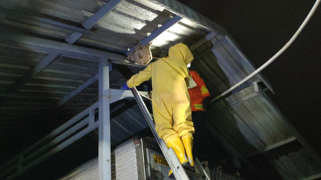 Proses evakuasi sarang lebah oleh petugas Damkar Kota Batu. Foto: DPKP Kota Batu.