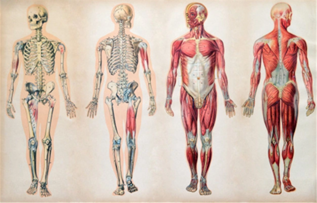 Ilustrasi anatomi tubuh manusia. Sumber: https://www.freepik.com/