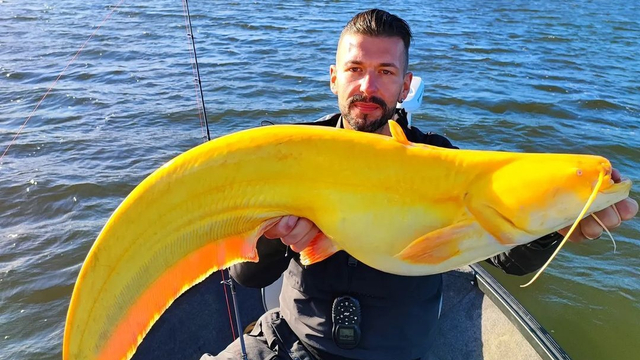Martin Glatz dan ikan lele raksasa berwarna emas tangkapannya. Foto: team_fishingbrothers via Instagram