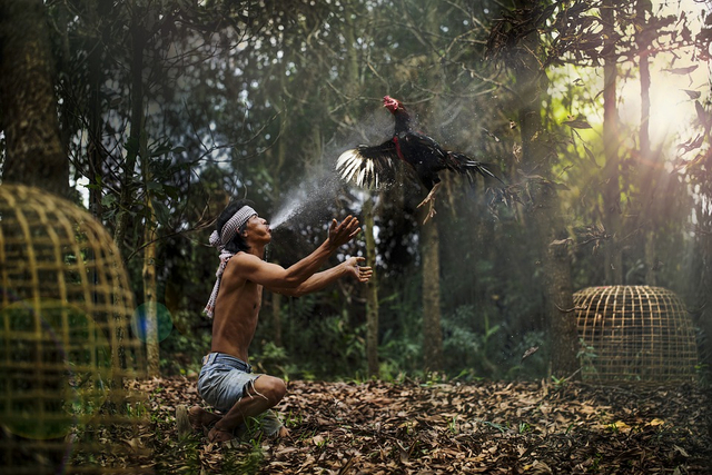 Penampakan ayam pakhoy yang memiliki pukulan keras dan gerakan yang cepat. Foto: Pixabay