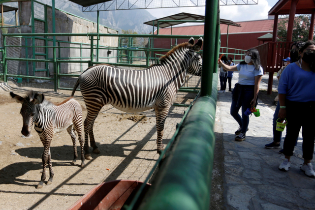 Zebra Grevy yang baru lahir terlihat di sebuah kandang di Kebun Binatang Xenpal di Garcia, Meksiko. Foto: Daniel Becerril/ REUTERS