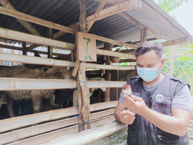 Berdayakan Ekonomi Mualaf dengan Ternak Kambing Kerjasama YBM PLN - IZI Sumut