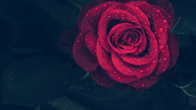 Karena menurut penelitian, ada beberapa hal yang tidak ada di cinta biasa atau cinta romantis. Foto. dok: Pixabay