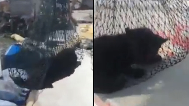 Momen Dramatis Pria Selamatkan Kucing Hanyut yang Diduga Dibuang dari Jembatan (176151)