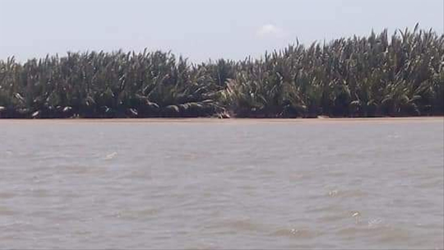 Pulau Samudra merupakan delta yang berada di muara Sungai Lamandau, Kotawaringin Barat. Foto: IST/InfoPBUN
